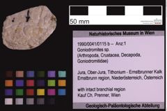 Foto (Objekt + Etiketten) von Goniodromites sp. (NHMW-GEO-1990-0041-0115b)